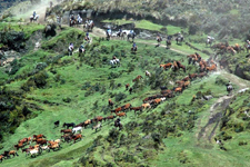 Ecuador-Highland-Cotopaxi Horse Round Up in Ecuador